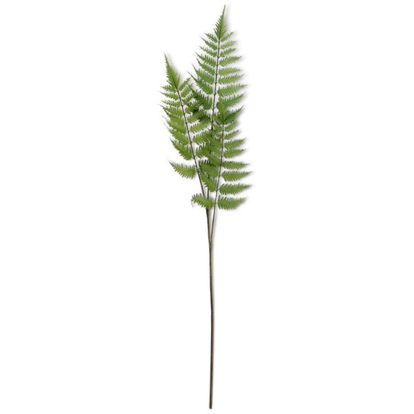 3 branch Fern stem