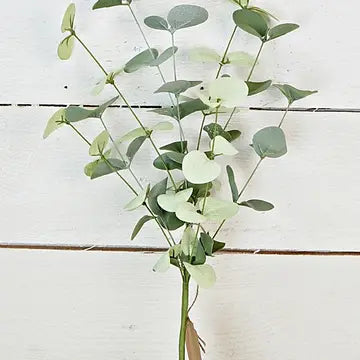 16” Silver Dollar Eucalyptus