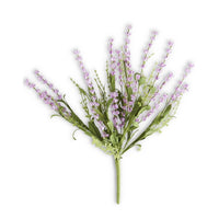 Lavender Bush Eva Foliage